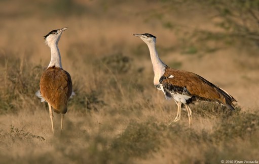 Poaching and destruction of grasslands has brought down the bustard's population to 150 in the world. PHOTO: Kiran Poonacha