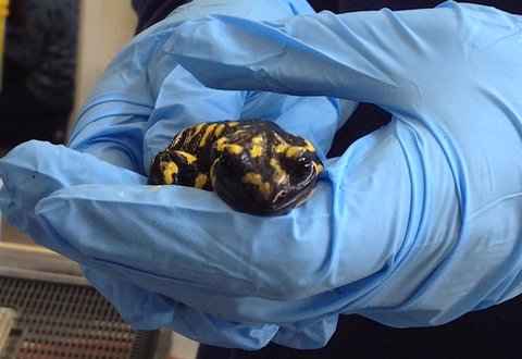 A healthy fire salamander from a captive-bred collection at a British zoo. Other specimens were infected with a fungus that has already devastated salamanders in continental Europe and could spread to North America.Credit Pria N. Ghosh