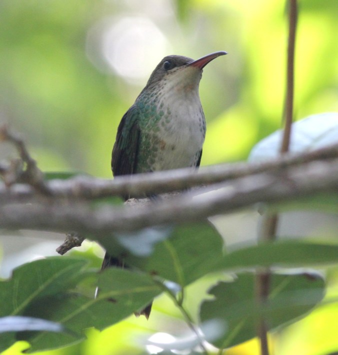 Red-billed Streamertail by Justin Proctor - La Paz Group