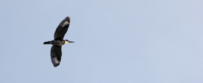Belted Kingfisher by Justin Proctor - La Paz Group
