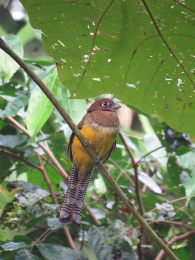Black-throated Trogon by Seth Inman - La Paz Group