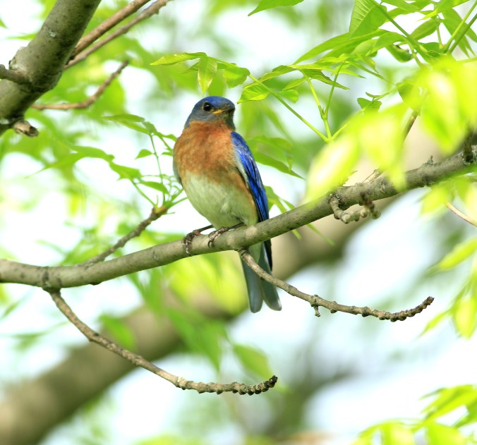 Eastern Bluebird by Justin Proctor - La Paz Group