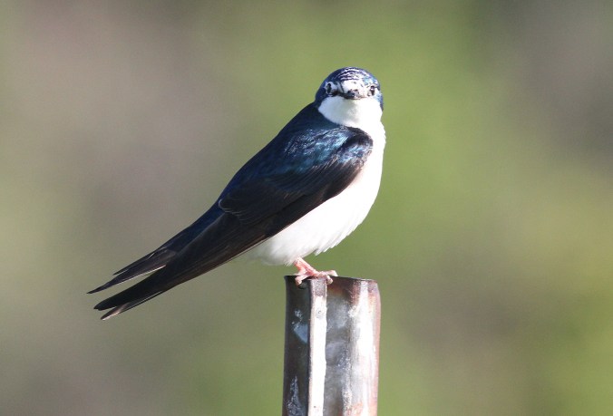 Tree Swallow by Justin Proctor - La Paz Group
