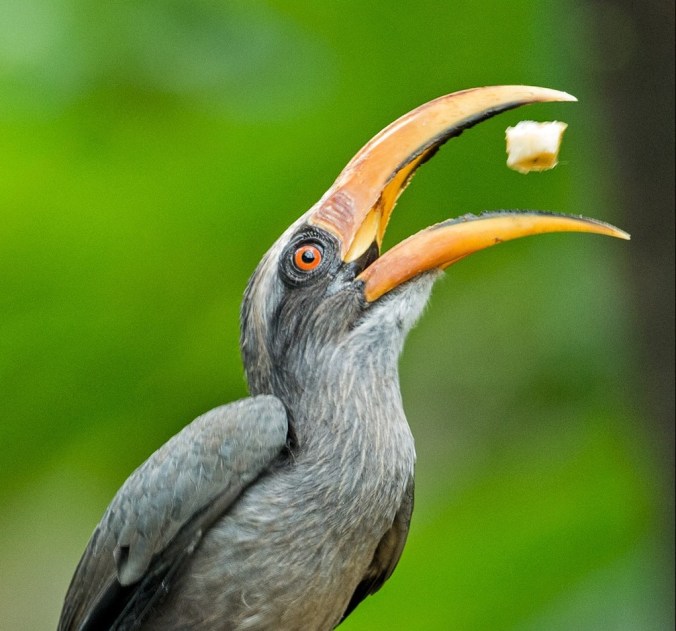 malabar gray hornbill by Dr. Eash Hoskote - La Paz Group