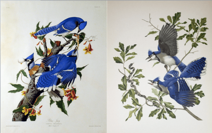 Blue Jays. Left: John James Audubon; Right: Athos Menaboni