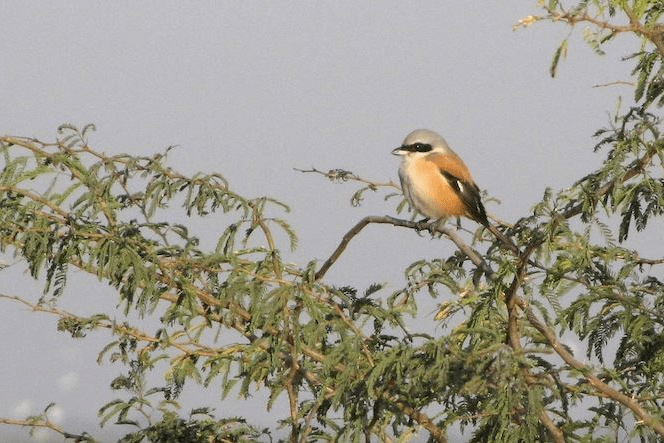 Long-tailed Shrike by Shailee Shah - La Paz Group