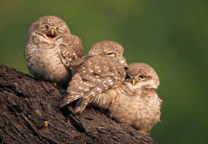 Spotted Owlet by Sudhir Shivaram - La Paz Group