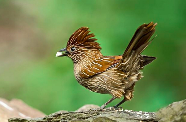 Striated Laughingthrush by Dr. Eash Hoskote - La Paz Group