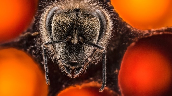 Must-watch: A stunning time-lapse video of the first 21 days of a bee's life by photographer Anand Varma
