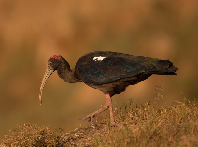 Black Ibis by Sudhir Shivaram - La Paz Group