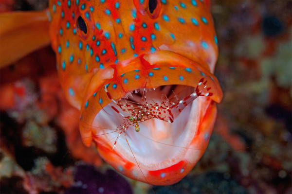  A coral grouper (Plectropomus leopardus) being cleaned by a cleaner shrimp (Urocaridella antonbruunii), in the Maldives. --- Image by © Jason Isley - Scubazoo/Science Faction/Corbis