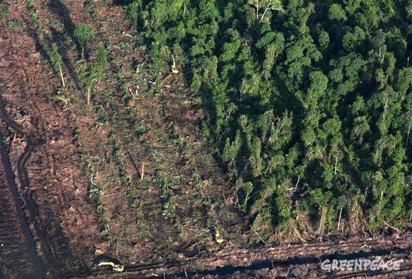 Loss of forest habitat through pulp and paper logging and palm oil plantations has pushed endangered species such as the Sumatran tiger, rhinoceros, elephants and the orangutan closer to extinction. PHOTO: Greenpeace