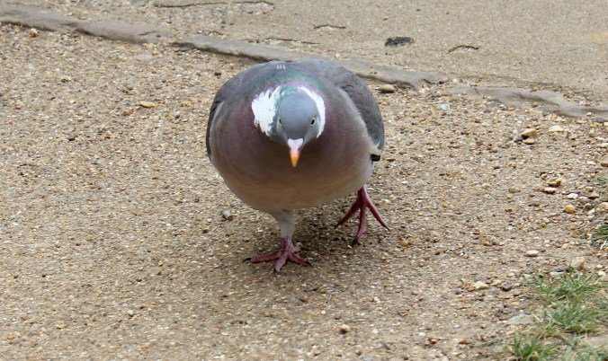 Common Wood Pigeon by Justin Proctor - La Paz Group