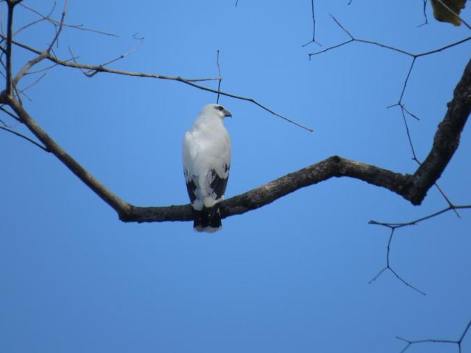 White Hawk by Seth Inman - La Paz Group