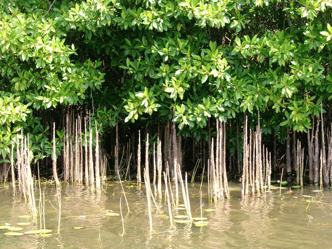 The new national scheme aims to set up 1,500 community groups around Sri Lanka's 48 lagoons, which will offer alternative job training and micro-loans to 15,000 people. The groups will be responsible for the upkeep of designated mangrove forests.