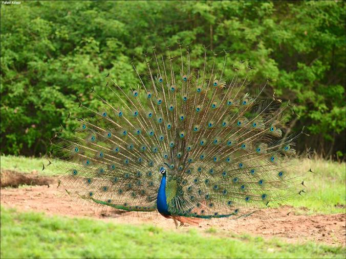 Peacock by Pallivar Kaiwar - La Paz Group