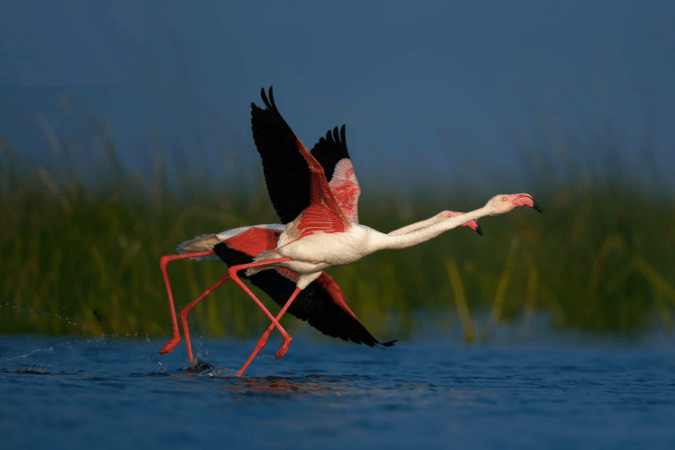 Greater Flamingos by Sudhir Shivaram - La Paz Group