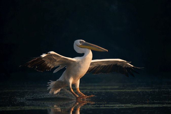 Dalmatian Pelican - Sudhir Shivarm - La Paz Group