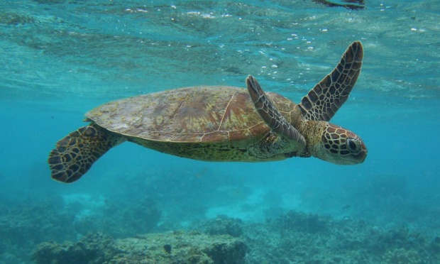 Forty per cent of the small turtles travelling through Moreton bay were recently found to have consumed plastics and more than two-thirds of the endangered loggerhead turtle, too. PHOTO: Mark Kolbe/Getty Images