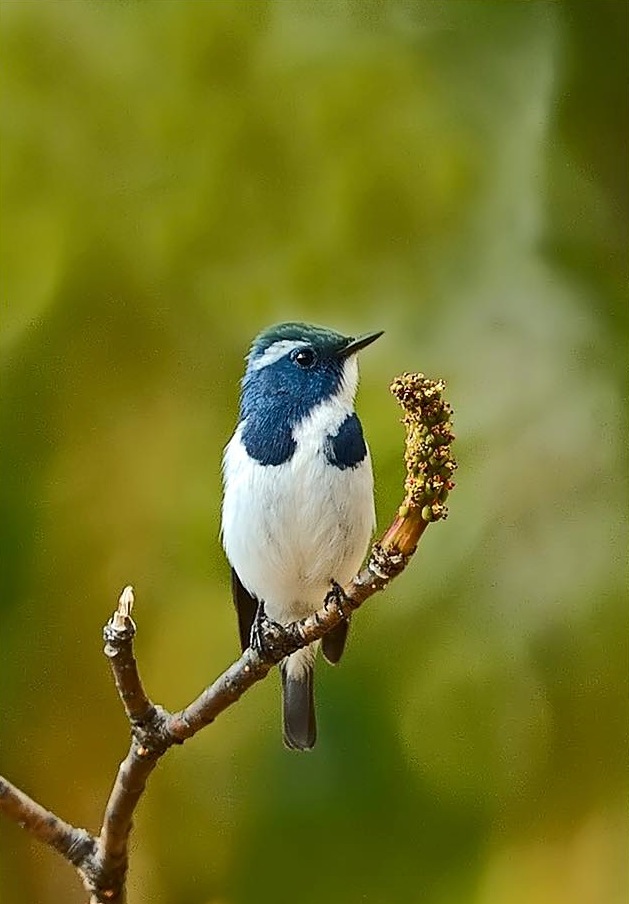 Ultramarine Flycatcher by Dr. Eash Hoskote - La Paz Group