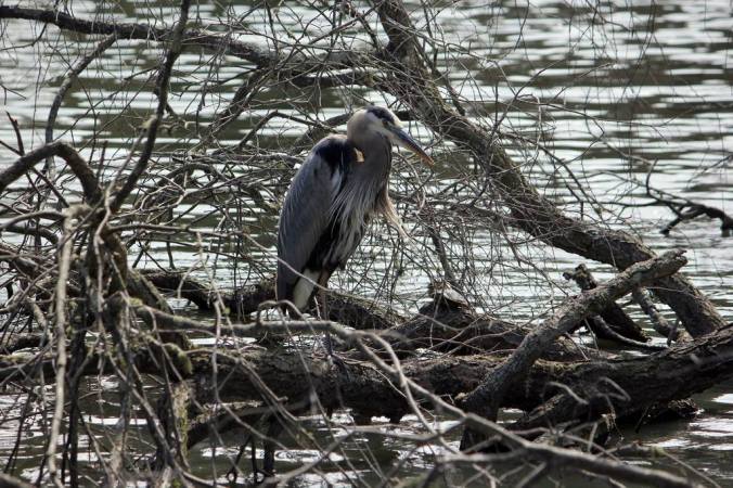 Great Blue Heron by Stephen Crafts - La Paz Group