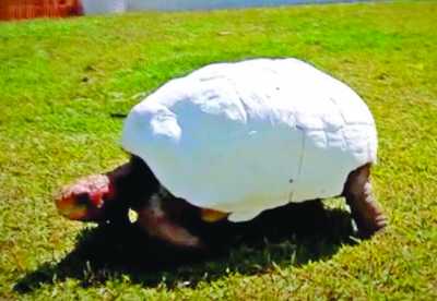 Fred the tortoise received a 3D printed shell after a horrific fire destroyed his original. PHOTO: 3DPrint