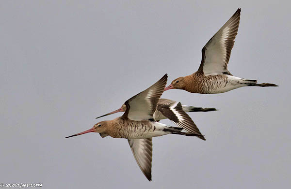 A godwit made international headlines in 2007 when she was confirmed to have flown for seven days and nights without stopping to a feeding ground in China. That was the longest nonstop flight by a land bird ever recorded. PHOTO: Wikimedia Commons