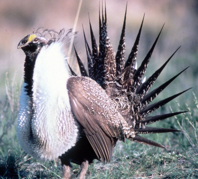 The sage grouse are iconic in a series of western states, and now the subject of one of the largest federal conservation efforts in history. PHOTO: Wikimedia Commons