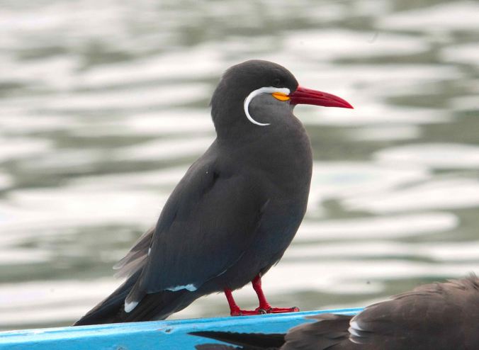 Inca Tern by Ben Barkley - La Paz Group