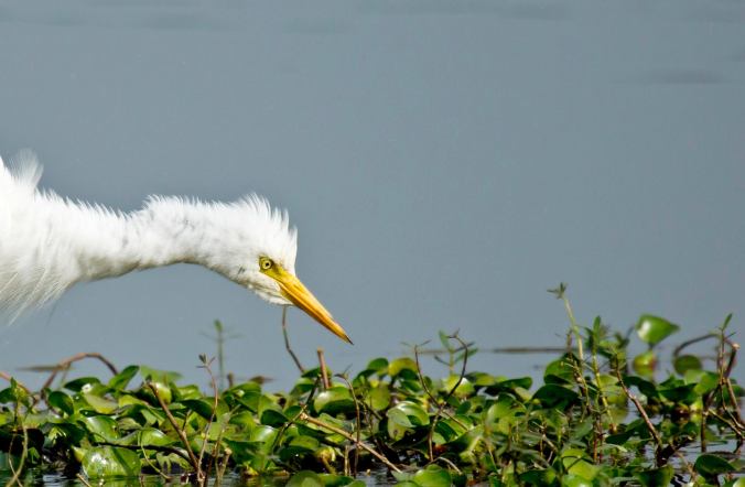 Intermediate Egret by Brinda Suresh - La Paz Group