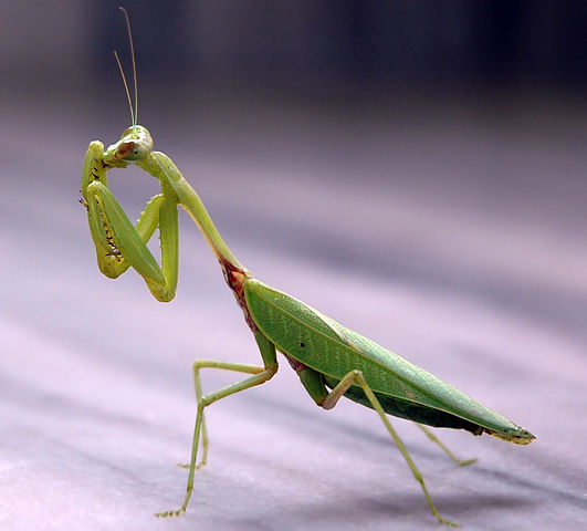 Are insects conscious beings, asks a new study. PHOTO: Wikimedia Commons