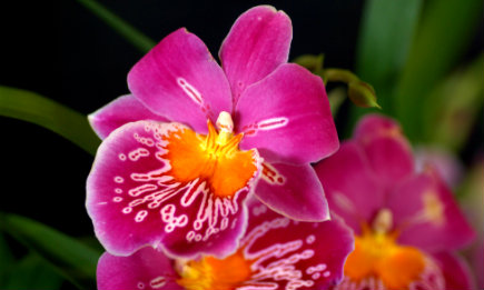 Orchid Observers is a collaboration between the museum and Zooniverse, the citizen science platform established at the University of Oxford. PHOTO: Wikimedia Commons