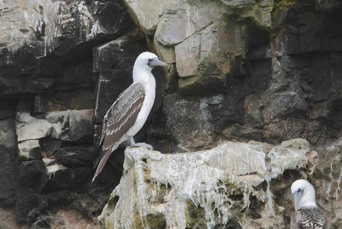 Peruvian Booby by Ben Barkley - La Paz Group
