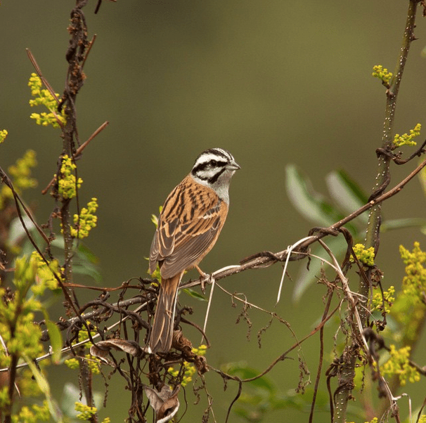 Rock Bunting by Shailee Shah - La Paz Group