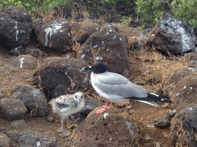 Swallow-tailed Gull by Amie Inman - La Paz Group