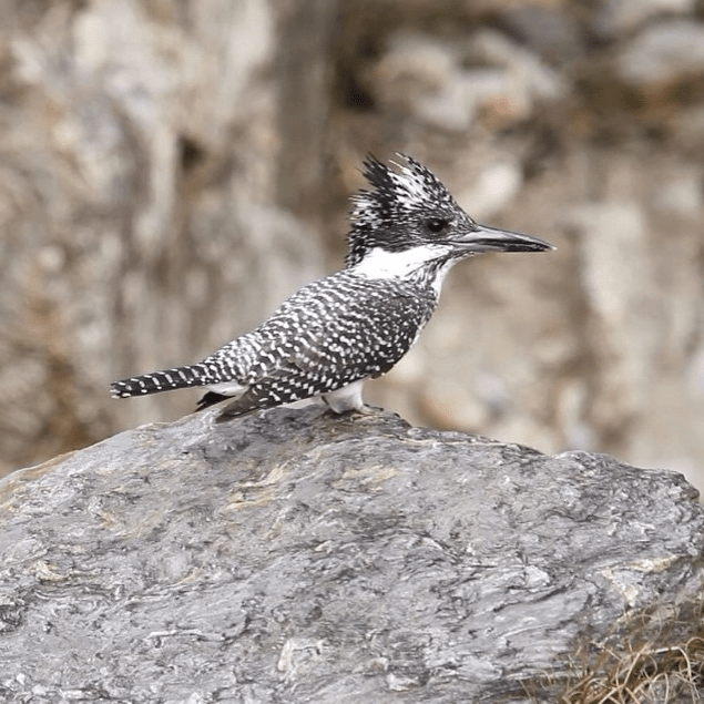 Crested Kingfisher by Shailee Shah - La Paz Group