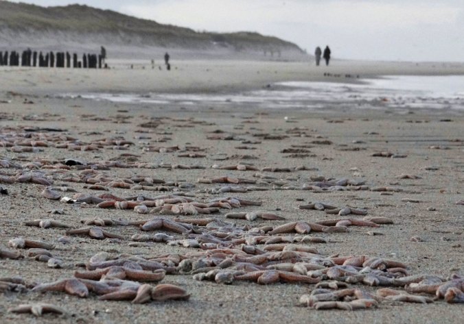 Dead starfish line the shore of the German island of Sylt. Mass wildlife die-offs have been interpreted as omens of an impending environmental collapse. PHOTOGRAPH BY DANIEL FRIEDERICHS