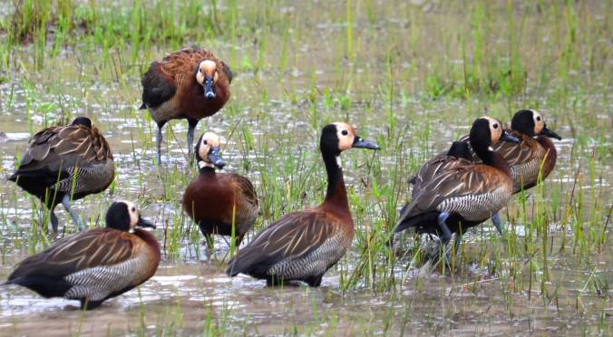 White-faced Whistling Ducks by Andrew Murphy - La Paz Group
