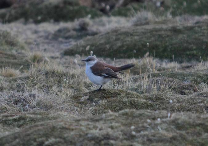 White-bellied Cinclode by Ben Barkley - La Paz Group