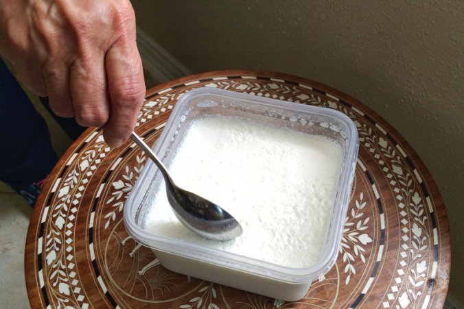 A recent batch of Veena Mehra's yogurt in Houston. She's been making yogurt the same way, with the same starter, for about 40 years. PHOTO: Nishta Mehra