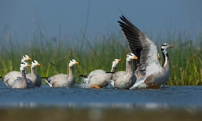 Bar-headed Geese by Sudhir Shivaram - La Paz Group