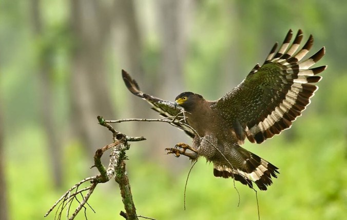 Crested Serpent Eagle by Pallavi  Kaiwar - La Paz Group