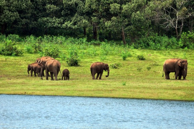 A herd of elephants by the river at Periyar Tiger Reserve, Thekkady, India. PHOTO: Rosanna Abrachan