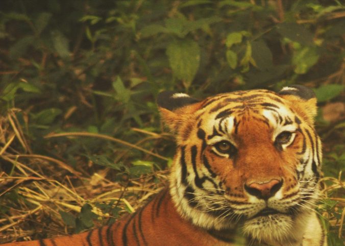 A captive tiger at Bannerghatta National Park, Bengaluru, India. PHOTO: Rosanna Abrachan 
