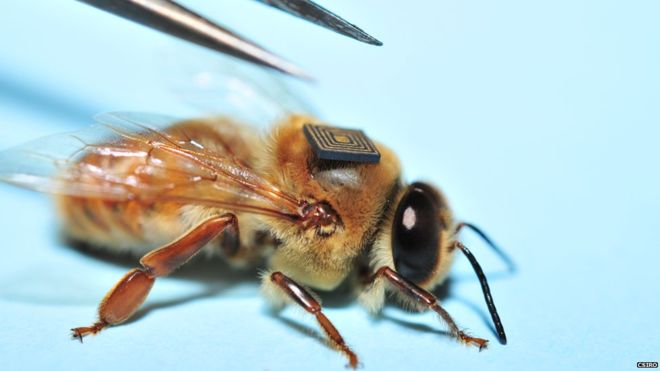 Researchers are using micro sensors to learn about the problems bees face. PHOTO: BBC