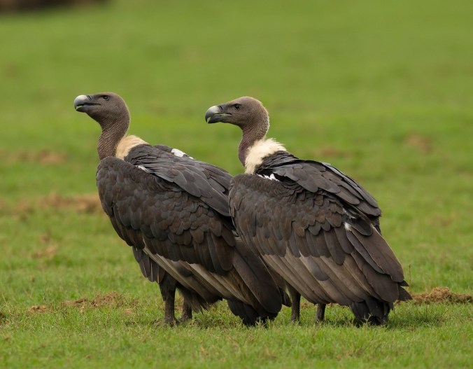 Indian Vultures by Sudhir Shivaram - La Paz Group