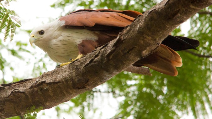 Brahmini kite by Pawan Ranga - La Paz Group