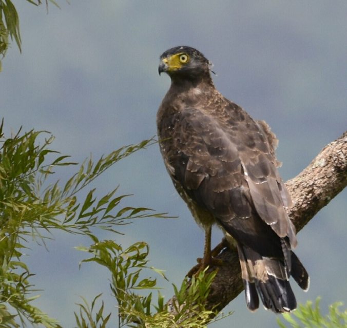Crested Serpent Eagle by Vijaykumar Thonadan - La Paz Group