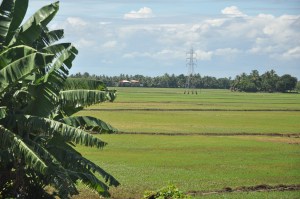 A banana grove adjacent to rice paddy cultivation on the route the Xandari houseboats take