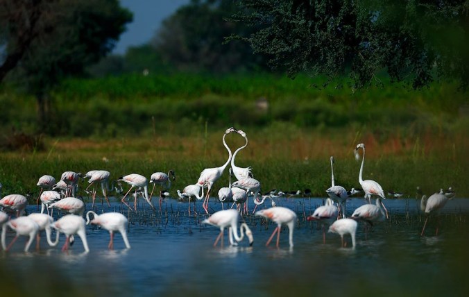 Greater Flamingos by Sudir Shivaram - La Paz Group